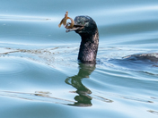Cormorant Snacking