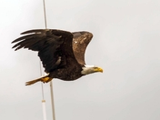 Missing the Uprights