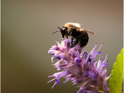 bee and lavender