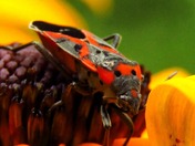 Milkweed bug