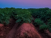 Row On Row The Potatoes Grow 