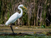 Great Egret