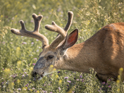 Mule Deer at Sunrise