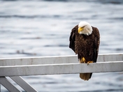 A Fan of Heavy Metal