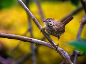 Winter Wren When? In Summer