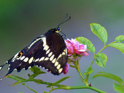 Giant Swallowtail Butterfly