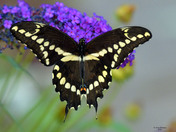 Giant Swallowtail Butterfly