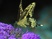 Giant Swallowtail Butterfly
