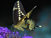 Giant Swallowtail Butterfly