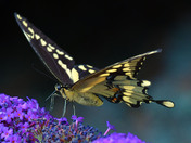 Giant Swallowtail Butterfly