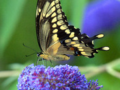 Giant Swallowtail Butterfly