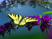 Yellow Tiger Swallowtail