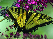 Yellow Tiger Swallowtail