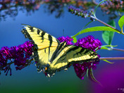 Yellow Tiger Swallowtail