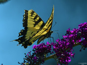 Yellow Tiger Swallowtail