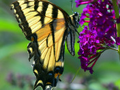 Yellow Tiger Swallowtail
