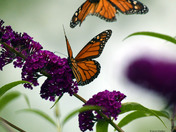 Monarch Butterflies