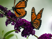 Monarch Butterflies