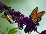 Monarch Butterflies
