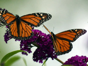 Monarch Butterflies