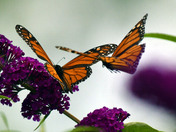 Monarch Butterflies