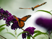 Monarch Butterflies