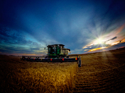 Working Late Bringing In the Harvest