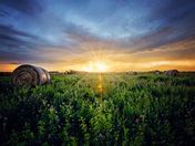 Alfalfa Bales After the Storm