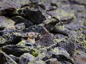 Diamond in the Rough.