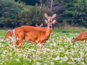 dears in a field with summer flowers