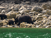 Bear and Cubs Flipping Rocks