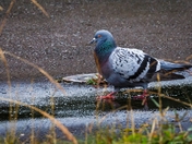 Strutting Pigeon