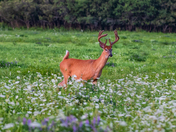 deer with horns showed up in the meadow with summer flowers