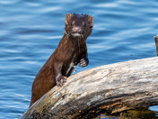 Playful Mink