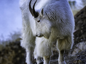Rocky Mountain Goat