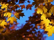 Sugar Maple