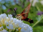 Clearwing Hummingbird Moth eating