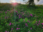 Wild Orchids