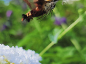 Clearwing Hummingbird Moth flying