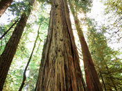 Looking Up in Cathedral Grove 