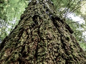 Looking Up in Cathedral Grove 