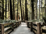 Trails through old growth giants 