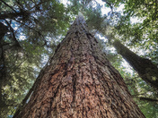 Old growth Fir