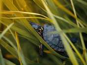 Baby Painted Turtle 