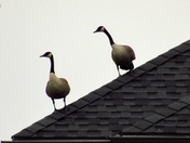 Urban roof turkeys 8)