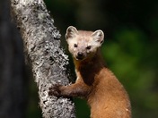 Pine Marten