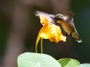Ruby throated hummingbird 