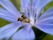 Blue Daisy's Tale 