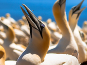 The fly that got away....