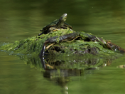 Northern Map Turtle